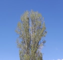 Aiken, South Carolina